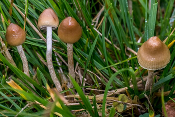 Psilocybe semilanceata mushroom