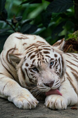 Close up image of White Tiger face isloated on jungle background.