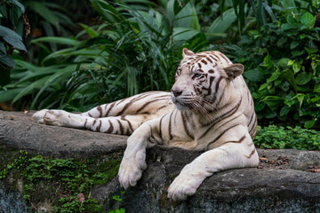 Whole body image of White Tiger isloated on jungle background.