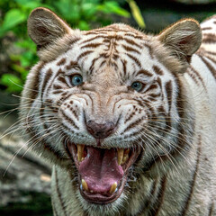 Close up image of angry White Tiger face isloated on jungle background.