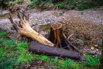 倒木