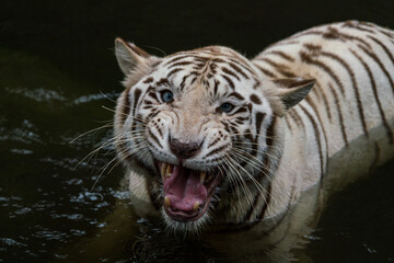 Fototapeta na wymiar Close up image of White Tiger face isloated on jungle background.