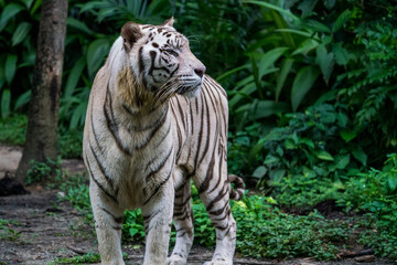 Fototapeta na wymiar Whole body image of White Tiger isloated on jungle background.