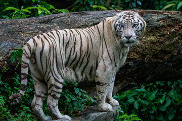 Whole body image of White Tiger isloated on jungle background.