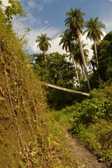 Fototapeta na wymiar The lush rainforest and jungle landscapes of St Vincent And the Grenadines islands, Caribbean Ocean