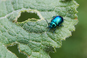 green beetle on green leaf