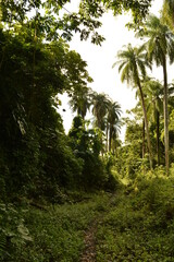The lush rainforest and jungle landscapes of St Vincent And the Grenadines islands, Caribbean Ocean