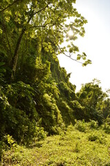 The lush jungle landscapes with waterfalls and black volcanic beaches on the St Vincent and Grenadines islands, Caribbean Ocean