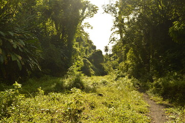 The lush jungle landscapes with waterfalls and black volcanic beaches on the St Vincent and...