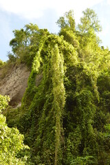 The lush jungle landscapes with waterfalls and black volcanic beaches on the St Vincent and...