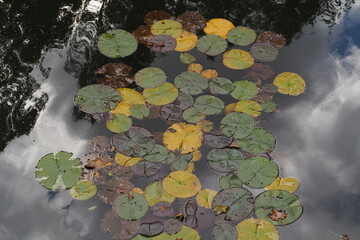 Lilie wodne bez kwitów na stawie © vofchok