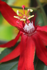 Red Flower