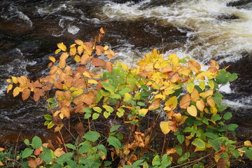 Jesienne liście na tle bystrej rzeki