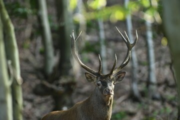 Deer stag with antlers walks between branches in the forest at mating time