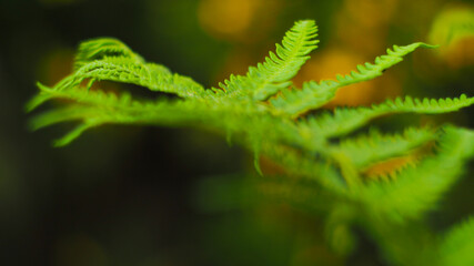 Macro de feuilles de fougère vertes, au printemps