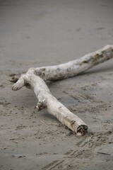 Wood on beach