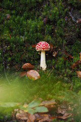 Muchomor czerwony  na tle trawy i mchu © vofchok