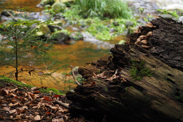 Małe grzybki na tle wielkiego opadłego drzewa 