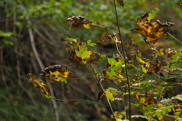 Pożółkłe liście na rozmytym tle lasu