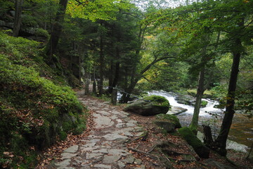 Leśna ścieżka przy górskiej rzece © vofchok