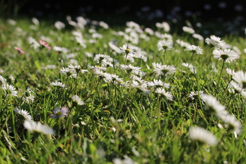 Daisys