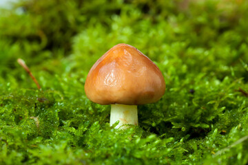 Mushroom in moss