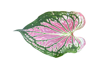 Leaf aglaonema on white background.