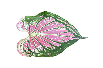 Leaf aglaonema on white background.