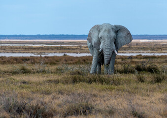 Naklejka premium elephant in the savannah