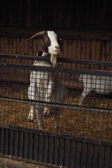 Kozioł za krytą metalową zagrodą  © vofchok