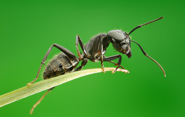 Macro of ant sitting on grass top