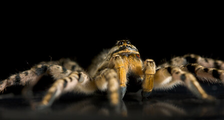 Creepy spider tarantula