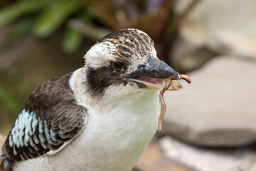 Laughing Kookaburra feeding on worm