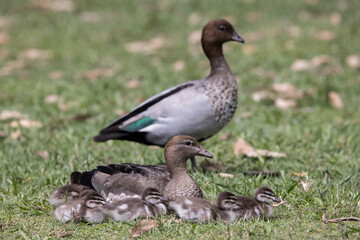 Australian Wood Duck pair with ducklings