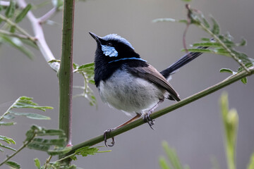 Male Superb Fairy Wren perched in tree