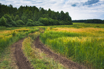 Fototapeta na wymiar Local countryside in the summer season, near Ruza and Volokolamsk, Russia