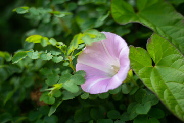 delicate purple flower bindweed with leaves