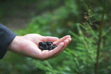 Freshly harvested blackberries in a hand. Man hand holding freshly picked wild blackberry fruits...