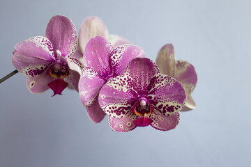 A branch of a beautiful pink Orchid on a white background