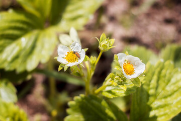 Bug sitting on strawberry flowers in the garden