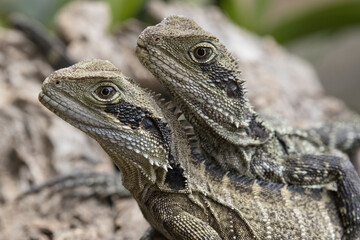 Eastern Water Dragon's basking together