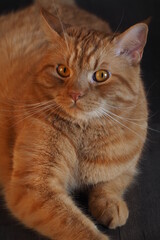 Puszysty piękny rudy kot  leże na podłodze  