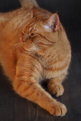 Fototapeta na wymiar Puszysty piękny rudy kot leże na podłodze 