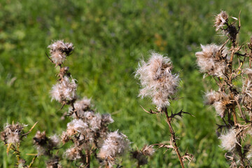 Distel, Samenstand vor grünem Hintergrund