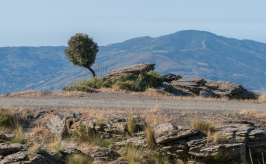 tree among the rocks in Sierra Nevada