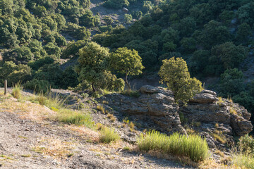 Fototapeta na wymiar Holm oak forest in Sierra Nevada in southern Spain