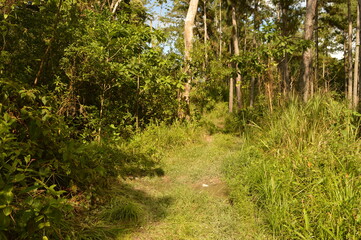 The stunning mountain landscape on the lush Trinidad And Tobago islands in the Caribbean Islands