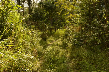 The stunning mountain landscape on the lush Trinidad And Tobago islands in the Caribbean Islands