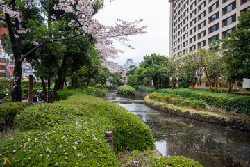 A little river in the middle of Tokyo during cherry blossom season (sakura) with cherry trees lining up at the side of the river