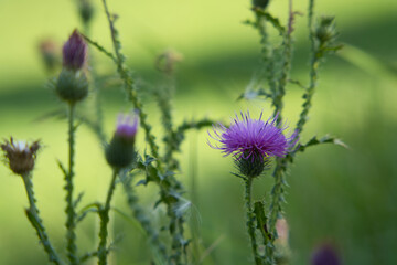 Distel auf einer Wiese, vor hellgrünem Hintergrund